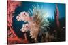 Soft Corals on Reef-Reinhard Dirscherl-Stretched Canvas