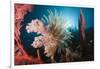 Soft Corals on Reef-Reinhard Dirscherl-Framed Photographic Print