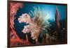 Soft Corals on Reef-Reinhard Dirscherl-Framed Photographic Print