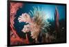 Soft Corals on Reef-Reinhard Dirscherl-Framed Photographic Print