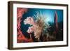 Soft Corals on Reef-Reinhard Dirscherl-Framed Photographic Print