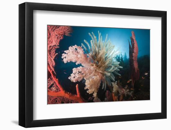 Soft Corals on Reef-Reinhard Dirscherl-Framed Photographic Print