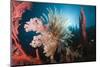 Soft Corals on Reef-Reinhard Dirscherl-Mounted Photographic Print