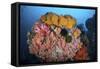 Soft Corals, Sponges, and Other Invertebrates on a Reef in Indonesia-Stocktrek Images-Framed Stretched Canvas