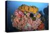 Soft Corals, Sponges, and Other Invertebrates on a Reef in Indonesia-Stocktrek Images-Stretched Canvas