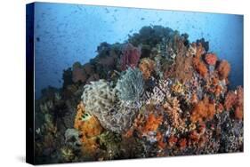 Soft Corals, Sponges, and Other Invertebrates on a Reef in Indonesia-Stocktrek Images-Stretched Canvas