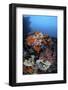 Soft Corals, Sponges, and Other Invertebrates on a Reef in Indonesia-Stocktrek Images-Framed Photographic Print