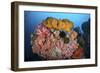 Soft Corals, Sponges, and Other Invertebrates on a Reef in Indonesia-Stocktrek Images-Framed Photographic Print