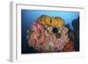 Soft Corals, Sponges, and Other Invertebrates on a Reef in Indonesia-Stocktrek Images-Framed Photographic Print