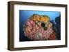 Soft Corals, Sponges, and Other Invertebrates on a Reef in Indonesia-Stocktrek Images-Framed Photographic Print