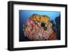 Soft Corals, Sponges, and Other Invertebrates on a Reef in Indonesia-Stocktrek Images-Framed Photographic Print