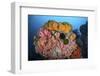 Soft Corals, Sponges, and Other Invertebrates on a Reef in Indonesia-Stocktrek Images-Framed Photographic Print