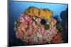 Soft Corals, Sponges, and Other Invertebrates on a Reef in Indonesia-Stocktrek Images-Mounted Photographic Print