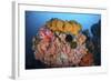 Soft Corals, Sponges, and Other Invertebrates on a Reef in Indonesia-Stocktrek Images-Framed Photographic Print