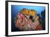 Soft Corals, Sponges, and Other Invertebrates on a Reef in Indonesia-Stocktrek Images-Framed Photographic Print