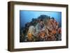 Soft Corals, Sponges, and Other Invertebrates on a Reef in Indonesia-Stocktrek Images-Framed Photographic Print