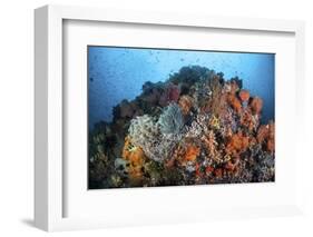 Soft Corals, Sponges, and Other Invertebrates on a Reef in Indonesia-Stocktrek Images-Framed Photographic Print