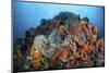 Soft Corals, Sponges, and Other Invertebrates on a Reef in Indonesia-Stocktrek Images-Mounted Photographic Print