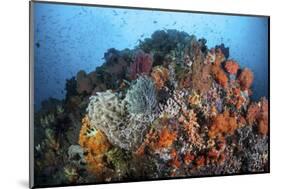 Soft Corals, Sponges, and Other Invertebrates on a Reef in Indonesia-Stocktrek Images-Mounted Photographic Print