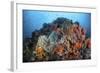 Soft Corals, Sponges, and Other Invertebrates on a Reef in Indonesia-Stocktrek Images-Framed Photographic Print