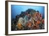 Soft Corals, Sponges, and Other Invertebrates on a Reef in Indonesia-Stocktrek Images-Framed Photographic Print