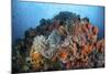 Soft Corals, Sponges, and Other Invertebrates on a Reef in Indonesia-Stocktrek Images-Mounted Photographic Print