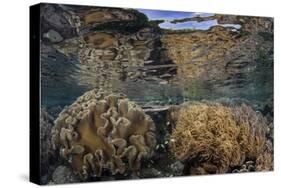 Soft Corals Thrive in Shallow Water in Raja Ampat, Indonesia-Stocktrek Images-Stretched Canvas