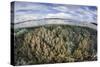 Soft Corals Thrive on a Healthy Reef in the Solomon Islands-Stocktrek Images-Stretched Canvas