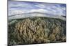 Soft Corals Thrive on a Healthy Reef in the Solomon Islands-Stocktrek Images-Mounted Photographic Print