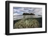 Soft Corals Thrive on a Reef in the Solomon Islands-Stocktrek Images-Framed Photographic Print