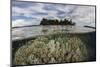 Soft Corals Thrive on a Reef in the Solomon Islands-Stocktrek Images-Mounted Photographic Print