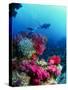 Soft Corals-Peter Scoones-Stretched Canvas