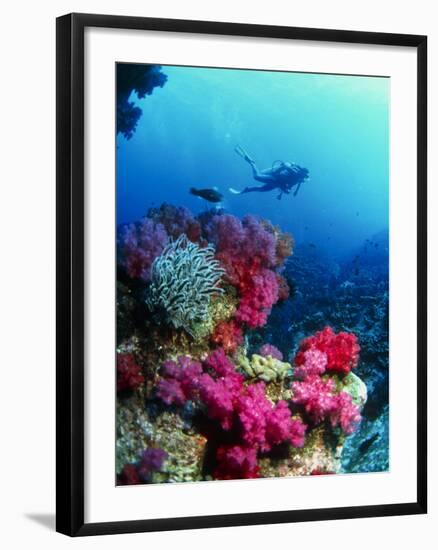 Soft Corals-Peter Scoones-Framed Photographic Print