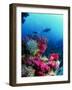 Soft Corals-Peter Scoones-Framed Photographic Print