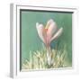 Soft Crocus-Danhui Nai-Framed Art Print