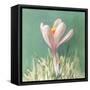 Soft Crocus-Danhui Nai-Framed Stretched Canvas