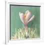 Soft Crocus-Danhui Nai-Framed Art Print