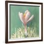 Soft Crocus-Danhui Nai-Framed Art Print