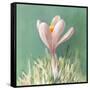 Soft Crocus-Danhui Nai-Framed Stretched Canvas