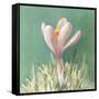 Soft Crocus-Danhui Nai-Framed Stretched Canvas