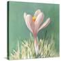 Soft Crocus-Danhui Nai-Stretched Canvas