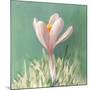 Soft Crocus-Danhui Nai-Mounted Art Print