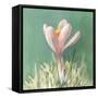 Soft Crocus-Danhui Nai-Framed Stretched Canvas