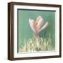 Soft Crocus-Danhui Nai-Framed Art Print