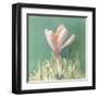 Soft Crocus-Danhui Nai-Framed Art Print