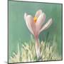 Soft Crocus-Danhui Nai-Mounted Art Print