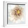 Soft Dahlia-Donna Geissler-Framed Giclee Print