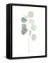 Soft Eucalyptus Branch I-Emma Scarvey-Framed Stretched Canvas