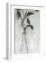 Soft Ferns II-Samuel Dixon-Framed Art Print