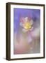 Soft focus Columbine flower, Salem, Oregon-Adam Jones-Framed Photographic Print